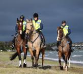 Taupo Horses - Bay of Plenty
