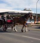 Horse and Cart - Waikato