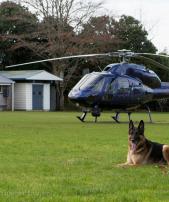 Police Dog and Chopper - Auckland