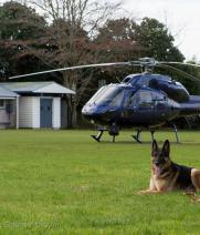 Police Dog and Chopper - Auckland