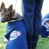 'Cindy' is competing in the Explosive Detector Dog section.