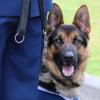 A police dog during the New Zealand Police Dog Training Centre graduation in December 2013.