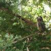 Bird's Eye View: The Morepork quickly finds a safe perch