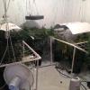 Commercial cannabis cultivation