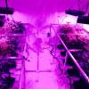 Commercial cannabis cultivation