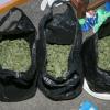 Some of the cannabis head seized as part of Op Focus