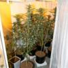 Some of the cannabis plants seized as part of Op Focus