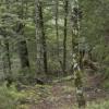 The scene of the fatal shooting in the Ruahine Ranges yesterday.  