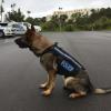 Dakota models her new harness