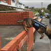 Dakota and harness in action