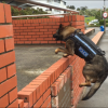 Dakota and harness in action