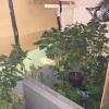 Cannabis growing room discovered by Police