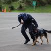 Patrol Dog training in progress