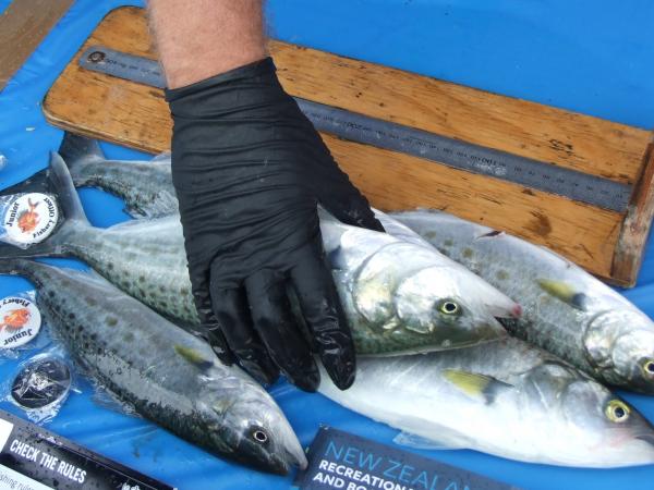 Fisheries measuring the catch