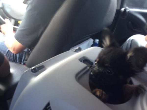 Head for trouble: the well travelled puppy on its way back to Hamilton