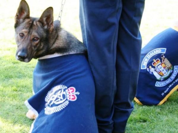 'Cindy' is competing in the Explosive Detector Dog section.