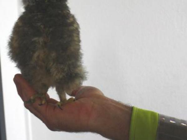 This little chap had a bird's eye view of the Hamilton Police Station