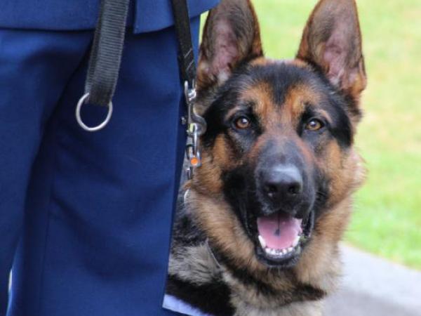 A police dog during the New Zealand Police Dog Training Centre graduation in December 2013.