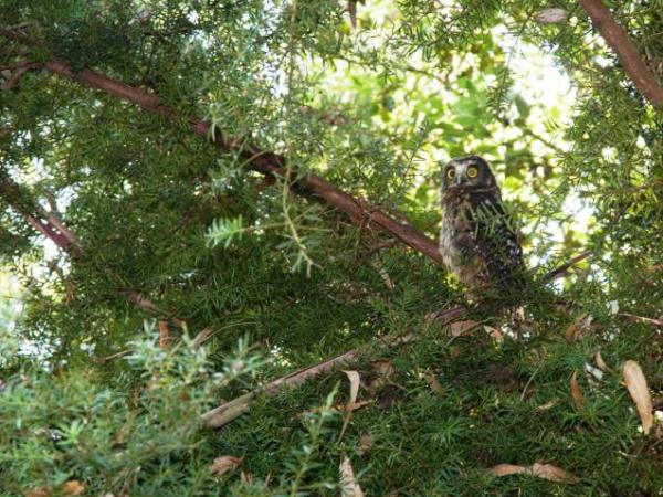 Bird's Eye View: The Morepork quickly finds a safe perch