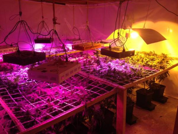 Commercial cannabis cultivation