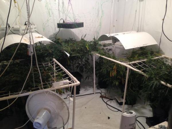 Commercial cannabis cultivation