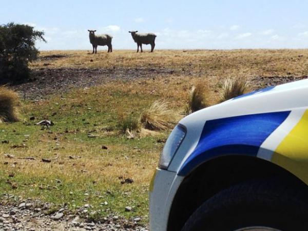 Akaroa sheep farm