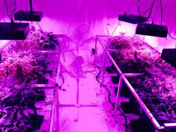 Commercial cannabis cultivation