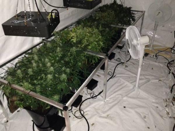 Commercial cannabis cultivation