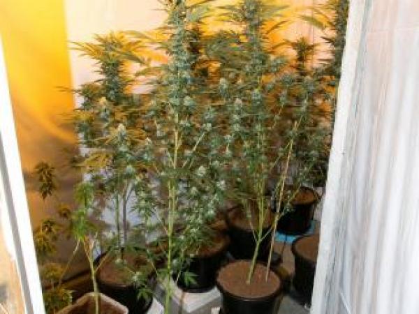 Some of the cannabis plants seized as part of Op Focus