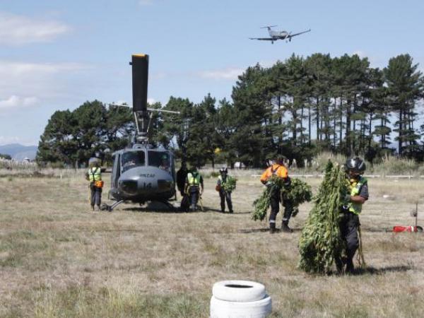 Unloading the cannabis