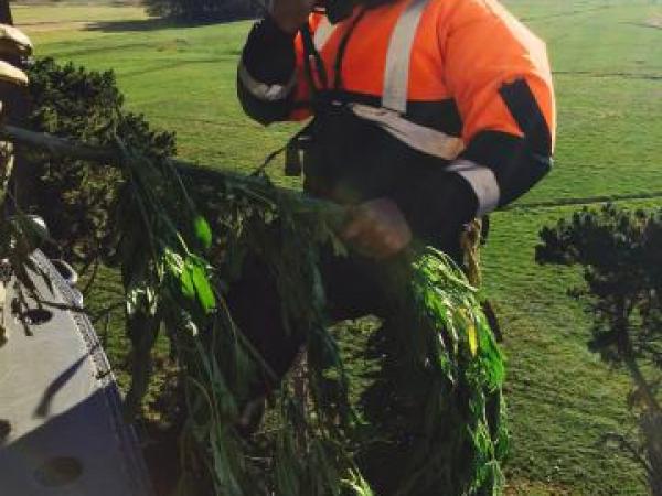 Snr Constable Dave Kirk pulls the last plant on board the Iroquois