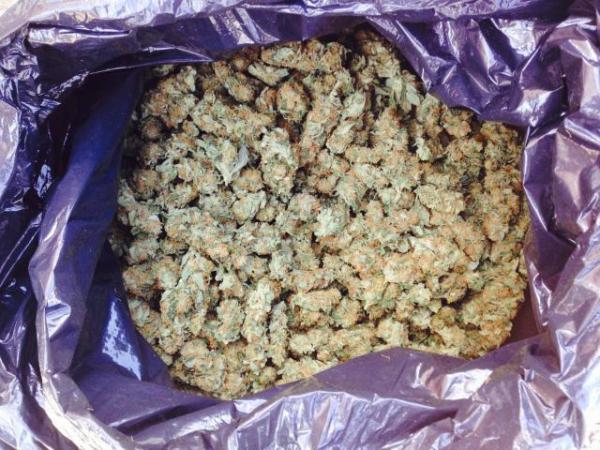 Dried cannabis seized from Timaru property