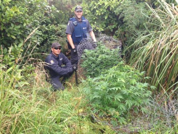 Cannabis found during Police operation earlier this year 