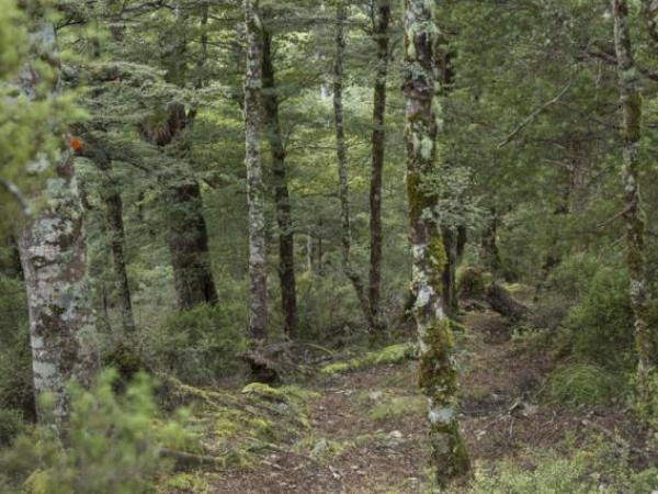 The scene of the fatal shooting in the Ruahine Ranges yesterday.  