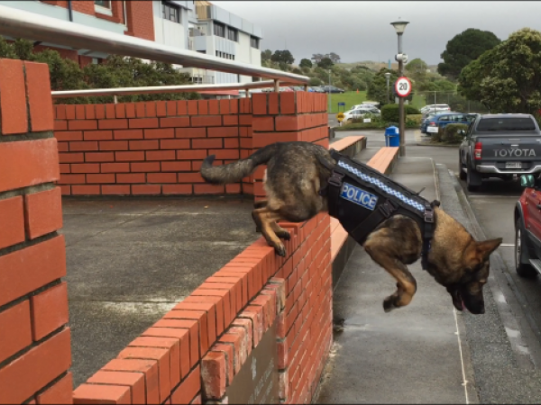 Dakota and harness in action