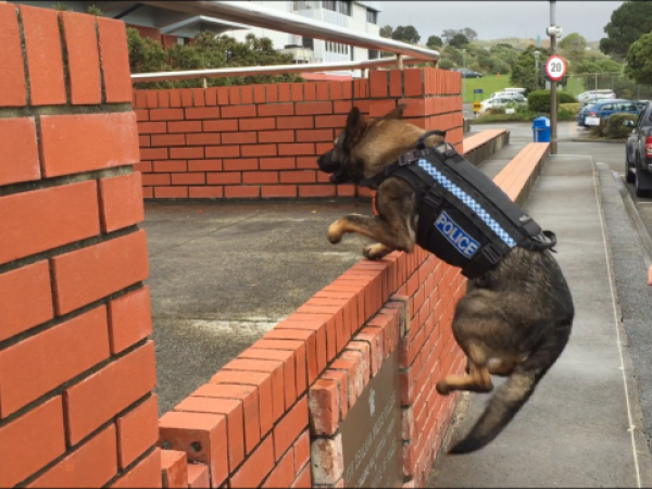Dakota and harness in action