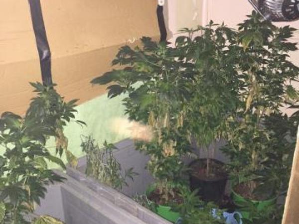 Cannabis growing room discovered by Police