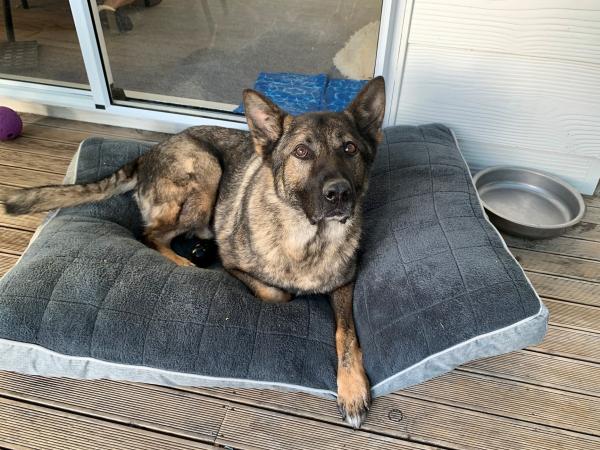 Dakota is enjoying a happy retirement with her former handler Stu Rota and family in Tairawhiti.