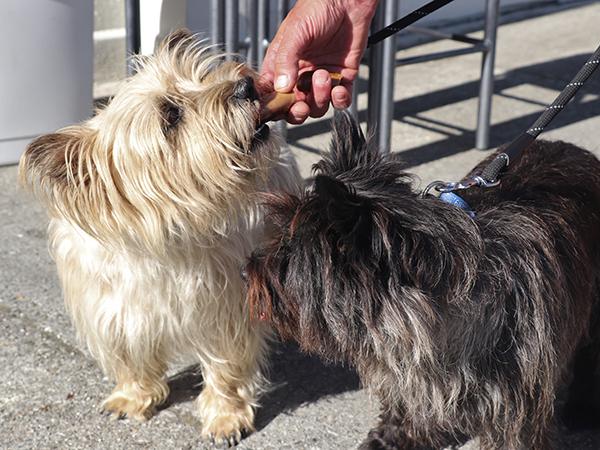 Dog eating a sausage