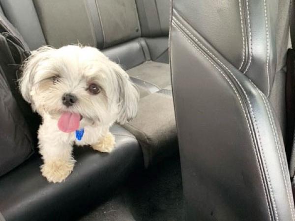 The first pup to hop into the patrol car. 