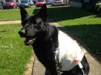 Police dog 'Gus'