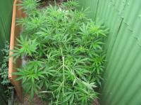 A cannabis plant