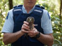 The about to be released Morepork