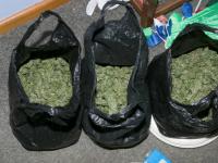 Some of the cannabis head seized as part of Op Focus