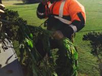 Snr Constable Dave Kirk pulls the last plant on board the Iroquois