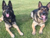 Gemma (left) and Odin are Waikato based Land-SAR rescue dogs