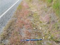Firework on the side of the road