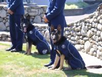 Dogs on parade at recent patrol dog graduation