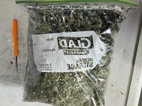 Cannabis