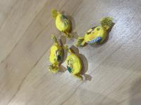 Police advise anyone in possession of these lollies to secure them and contact us